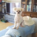 プードルとチワワのミックスのタントくん