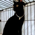 黒艶ねこ。♂