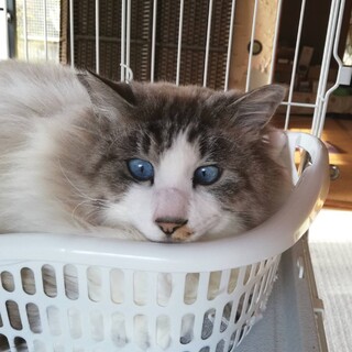 ラグドールMIXのおとなしい男の子