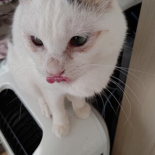 【都度更新②】一歳以上年齢不詳 しろ吉