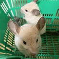チンチラ（２匹）募集中