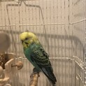 ※急募  大人しいセキセイインコです。