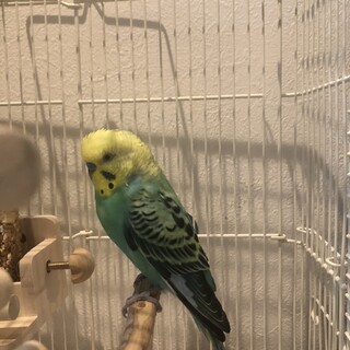 ※急募  大人しいセキセイインコです。