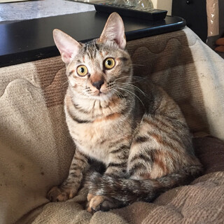 【手術・ワクチン済み】外猫が自宅で出産