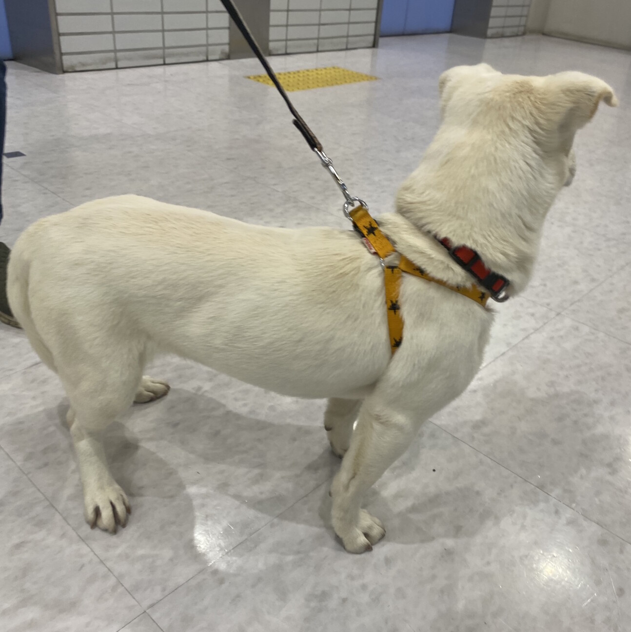 募集停止 お顔はラブなの 東京都 犬の里親募集 ペットのおうち 月間利用者150万人