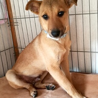 ワンコ大好き！色々お勉強中の子犬オスとっぱ