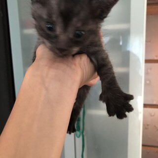 可愛い雑種 オス 3ヶ月2匹