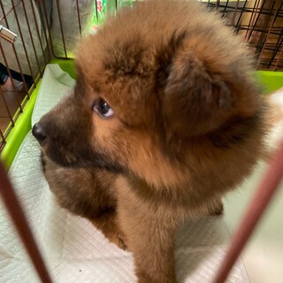 ビッグベイビー☆ぼくの家族を探してます。