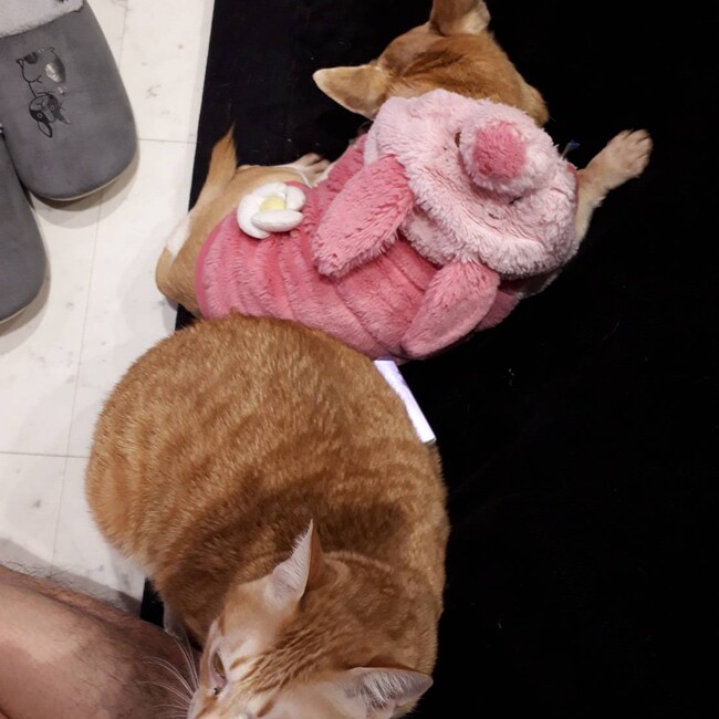 保護っ子ハウスのカバー写真