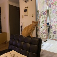 琥太郎(こたろう)