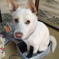 スポット