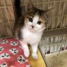 可愛い三毛子猫　鈴子ちゃん サムネイル2