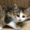 可愛い三毛子猫　鈴子ちゃん サムネイル3