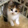 可愛い三毛子猫　鈴子ちゃん サムネイル4