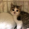 可愛い三毛子猫　鈴子ちゃん サムネイル5