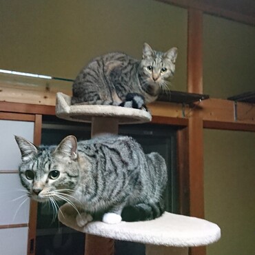すぐ裏手の神社の焚き火と、その隣のお寺の除夜の鐘に興奮して、年越し運動会が開催中！