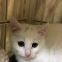 おっとりな白子猫　雪太