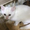 おっとりな白子猫　雪太 サムネイル2