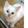 おっとりな白子猫　雪太 サムネイル3