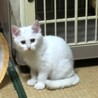 おっとりな白子猫　雪太 サムネイル4