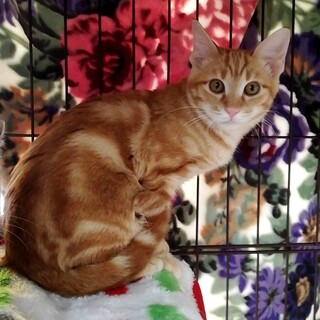 アメショ柄の茶トラくん