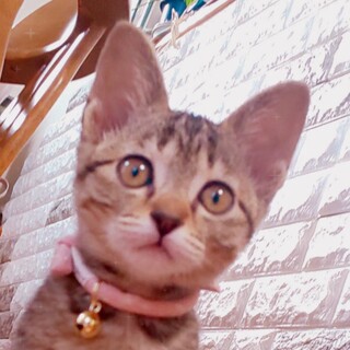 ≪募集停止≫ちんまり美少女 'アナちゃん❤️'