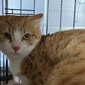 人に怯える子を温かい家庭に迎えてください！！