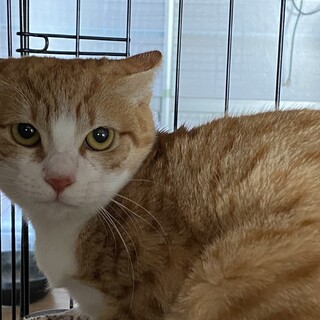 人に怯える子を温かい家庭に迎えてください！！