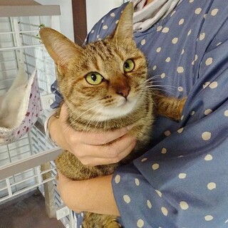 車で尻尾を轢かれ道路でうずくまっていた子猫