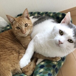 仲良しな猫と一緒に♡毎日を楽しく賑やかに