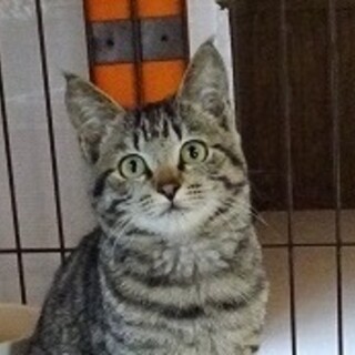 募集停止☆捨てられていた子猫☆人馴れ抜群です♡