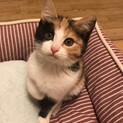 おてんば三毛猫ちゃん！