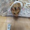 ゴールデンハムスターの里親募集しています サムネイル2