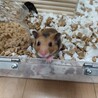 ゴールデンハムスターの里親募集しています サムネイル3