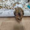 ゴールデンハムスターの里親募集しています サムネイル4