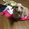 ダックスフンドメス　11歳