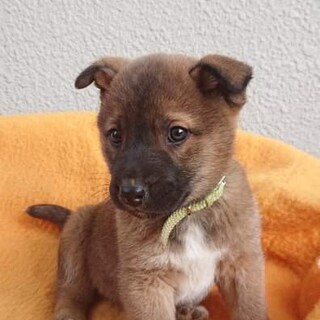 市内大 さんに迎えて頂け 徳島県 犬の里親募集 ペットのおうち 月間利用者150万人 市内大 さんに迎えて頂け 徳島県 犬の里親募集 ペットのおうち 月間利用者150万人