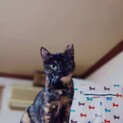 サビ柄のくっく♡まんま