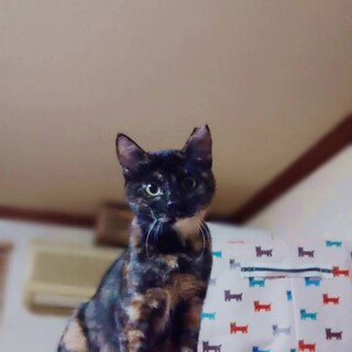 サビ柄のくっく♡まんま
