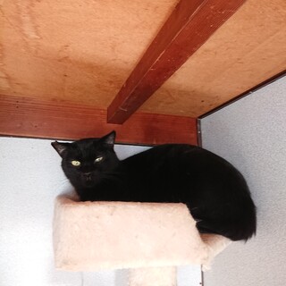 黒猫ジャック