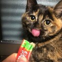 フウフウちゃん(仮) 〜愛嬌いっぱい〜