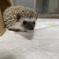 ハリネズミベビー