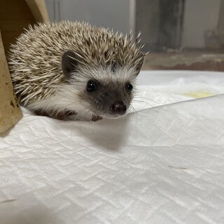 ハリネズミベビー