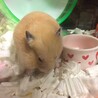 2020年4月21日 おやつを食べるデン