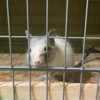 1ヶ月のデグーの赤ちゃんの里親募集です。