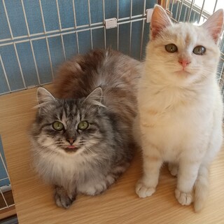 千葉県白井市/多頭飼育より保護、甘えん坊です