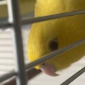 手乗りサザナミインコ　