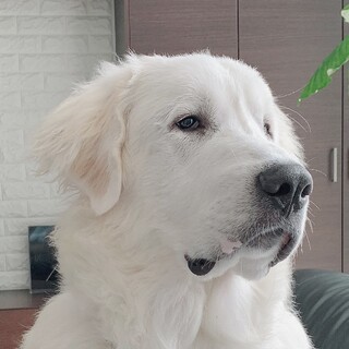 グレートピレニーズ10ヶ月