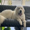 グレートピレニーズ10ヶ月 サムネイル2