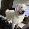 グレートピレニーズ10ヶ月 サムネイル3